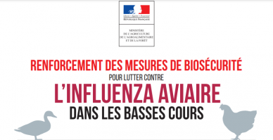 Influenza aviaire