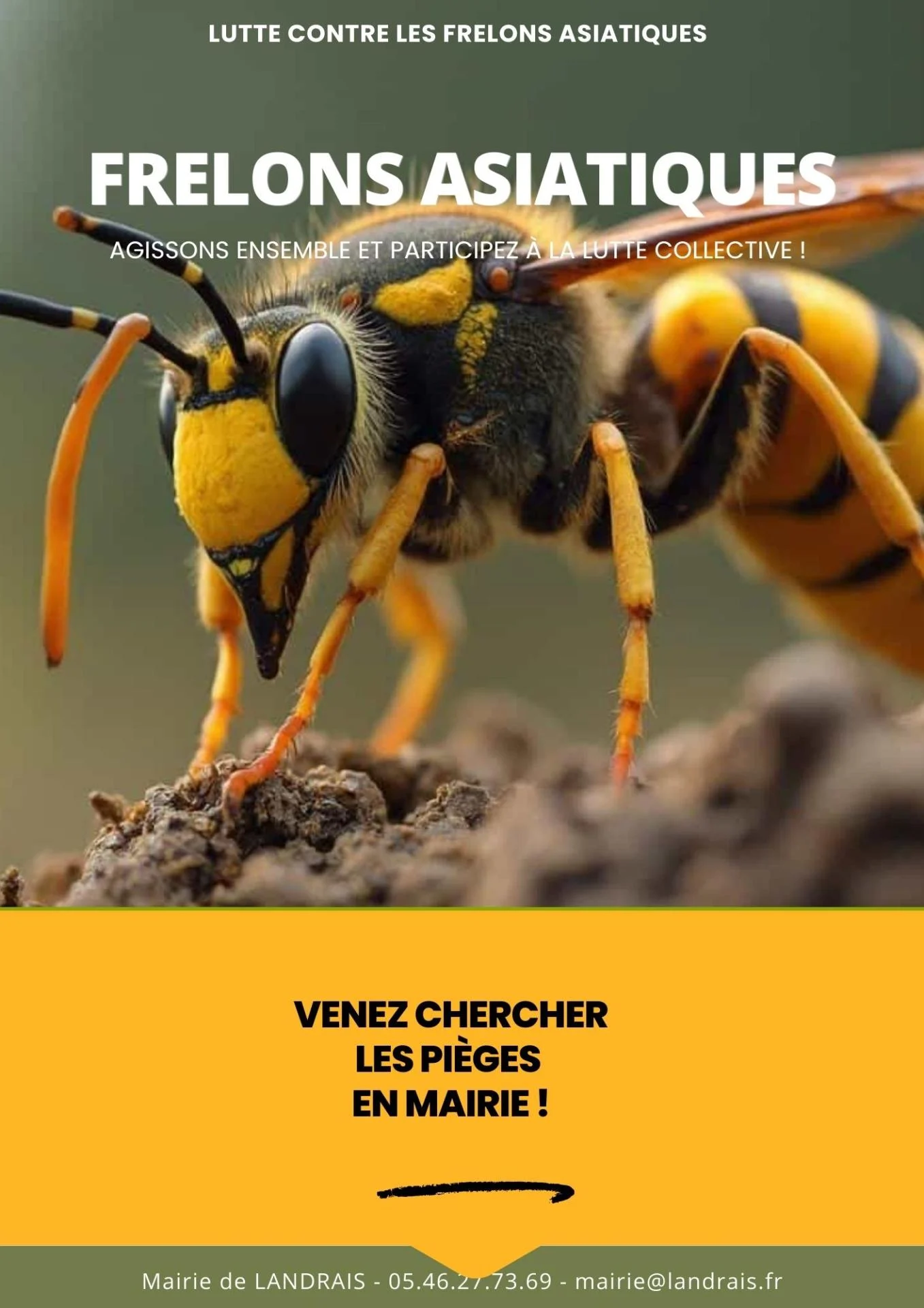 Pieges frelons mairie