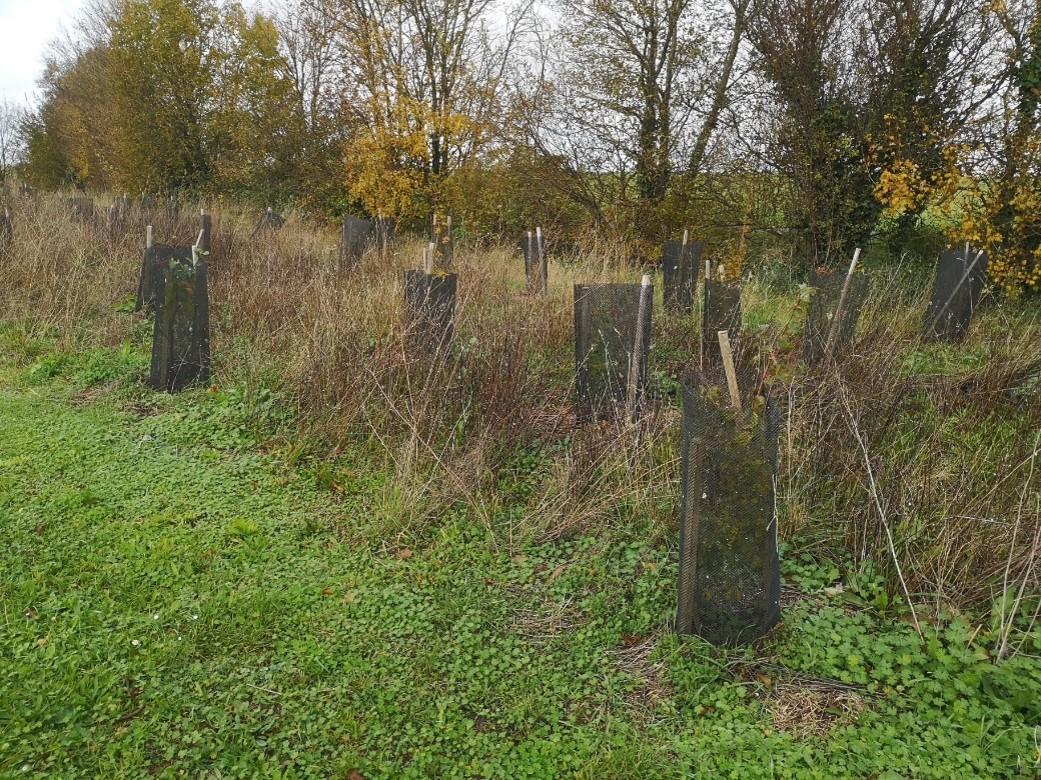 Triangle du marronnier